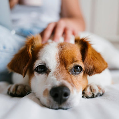 Bevunto™ - Advanced Dog Calming Diffuser